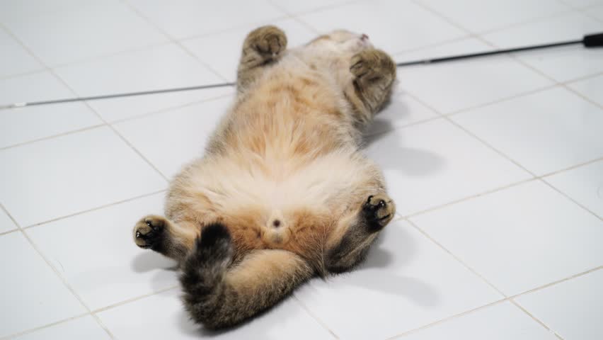 Playful Furry Cat Relaxed on Tiled Floor, Showcasing Fluffy Belly and Paws in Air, Enjoying Leisure Moments Indoors, Creating Cute and Joyful Atmosphere