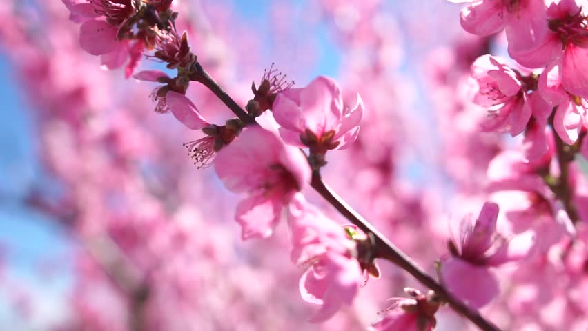 Peach Blossoms, Spring, Branch - Close-up of pink peach blossoms on a branch against a blue sky in springtime.
