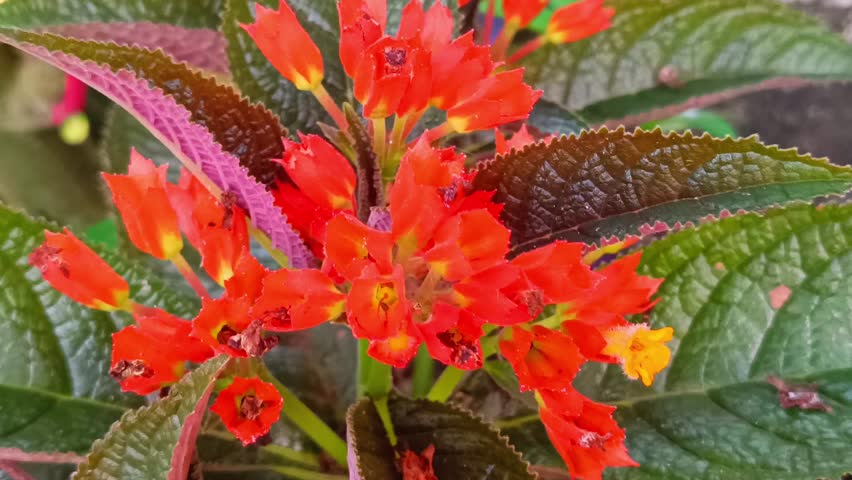 Close-Up of Bright Orange Flower Blooming in Tropical Garden