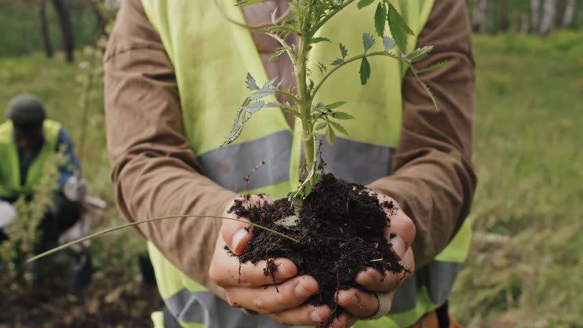 Midsection of a cropped ecologist in a reflective vest holding a seedling, standing outdoors, highlighting environmental work and conservation in 4K.