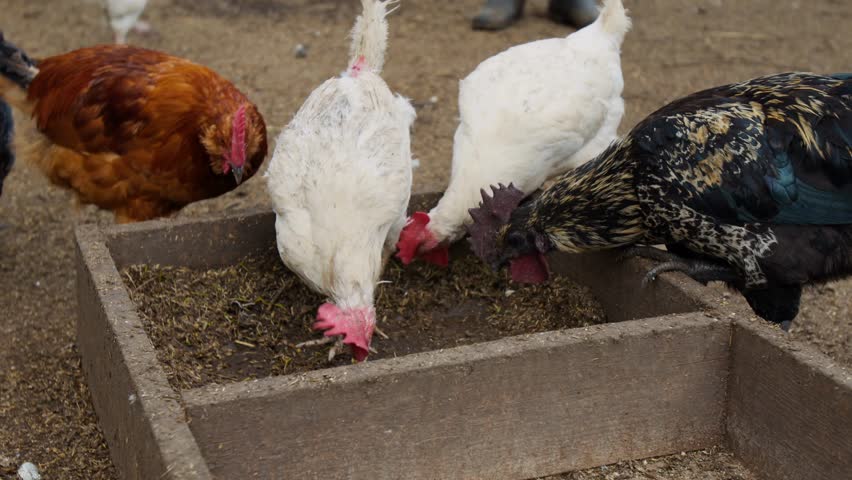 Medium full shot of multicoloured organic chickens pecking on the ground, ideal for farming, agriculture, and animal husbandry visuals.