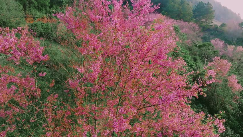 Vibrant Pink Cherry Blossom in Full Bloom at Mong Dao Nguyen, Da Lat
on a dense cluster of pink flowers, creating a continuous field of vibrant color against the clear blue sky or soft green canopy