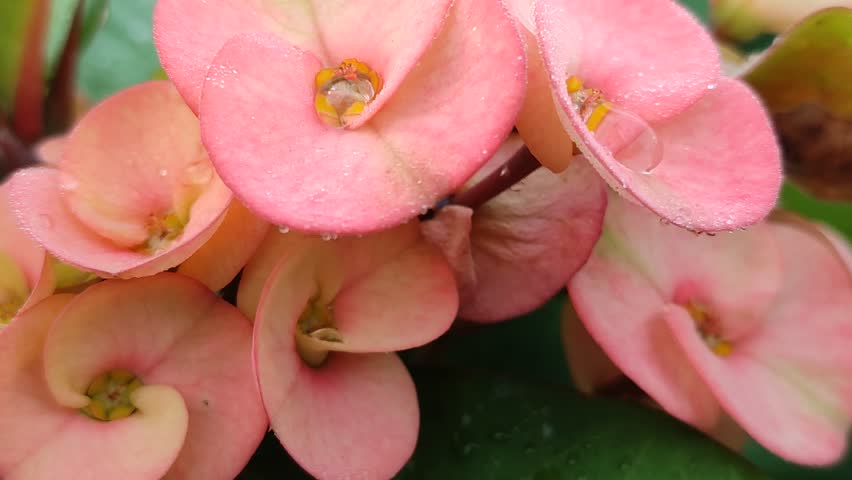 A bright Euphorbia milii plant, known as Crown of Thorns, showcasing vivid red flowers, spiky stems, and unique ornamental beauty in a tropical garden setting.