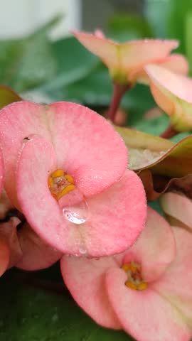 A bright Euphorbia milii plant, known as Crown of Thorns, showcasing vivid red flowers, spiky stems, and unique ornamental beauty in a tropical garden setting.
