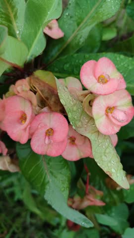 A bright Euphorbia milii plant, known as Crown of Thorns, showcasing vivid red flowers, spiky stems, and unique ornamental beauty in a tropical garden setting.