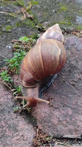 A small snail slowly crawling across paving stones, showing its shell texture, moist trail, and gentle movement in a natural outdoor setting.