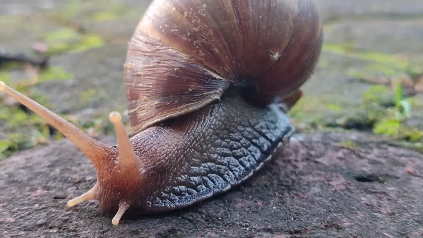 A small snail slowly crawling across paving stones, showing its shell texture, moist trail, and gentle movement in a natural outdoor setting.