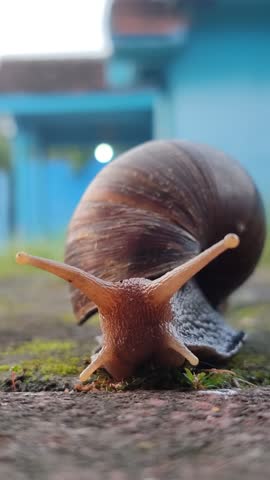 A small snail slowly crawling across paving stones, showing its shell texture, moist trail, and gentle movement in a natural outdoor setting.