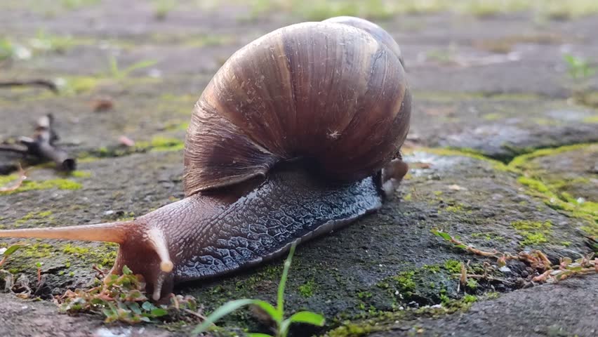 A small snail slowly crawling across paving stones, showing its shell texture, moist trail, and gentle movement in a natural outdoor setting.