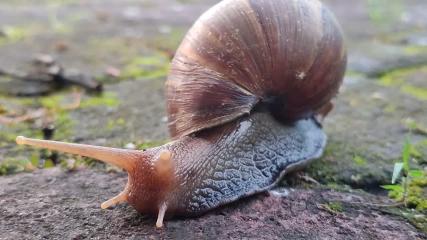 A small snail slowly crawling across paving stones, showing its shell texture, moist trail, and gentle movement in a natural outdoor setting.