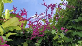 Bright Pink Coral Vine Flowers (Antigonon Leptopus) Against a Blue Sky. - Powered by Shutterstock - Get 15% off with code: PIKWIZARD15