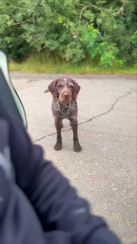 A playful old dog begs for food from passersby on a busy street, wagging its tail with charming persistence beside the road in an urban outdoor setting.