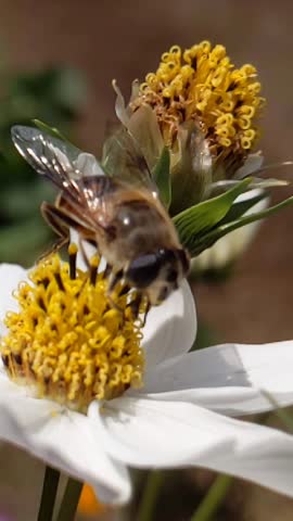 a close up macro video of a bee collecting nectar from a white flower.