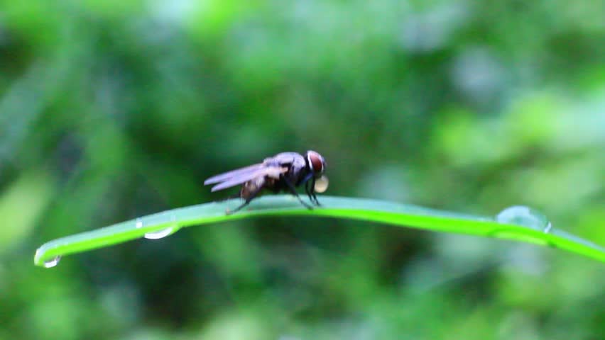 Housefly close up macro videos