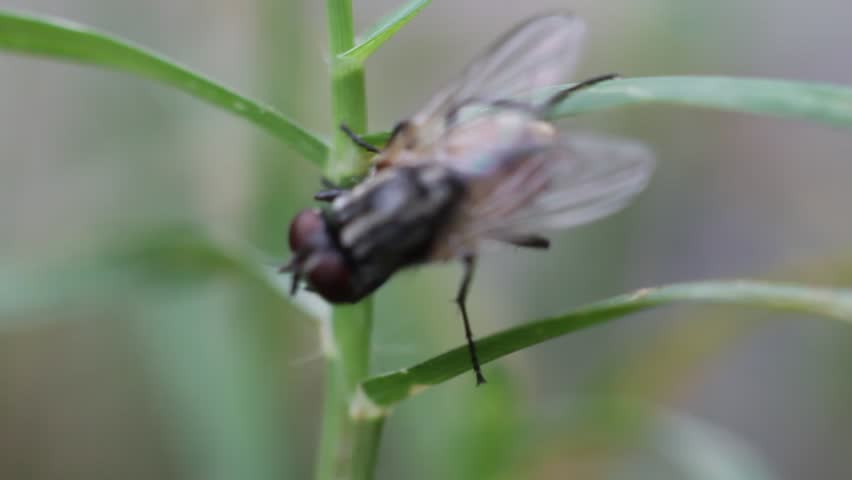 Housefly close up macro videos