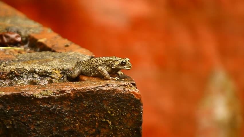 frog close up macro videos
