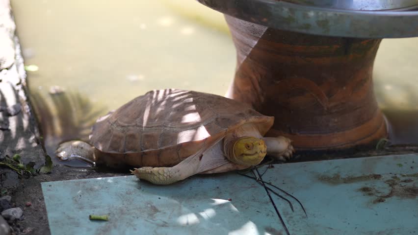A yellow temple turtle or Heosemys annandalii is partially in a temple pond of Thailand.The turtle has a distinctly yellow head and a tan-colored, domed carapace, with sun shining on its shell.