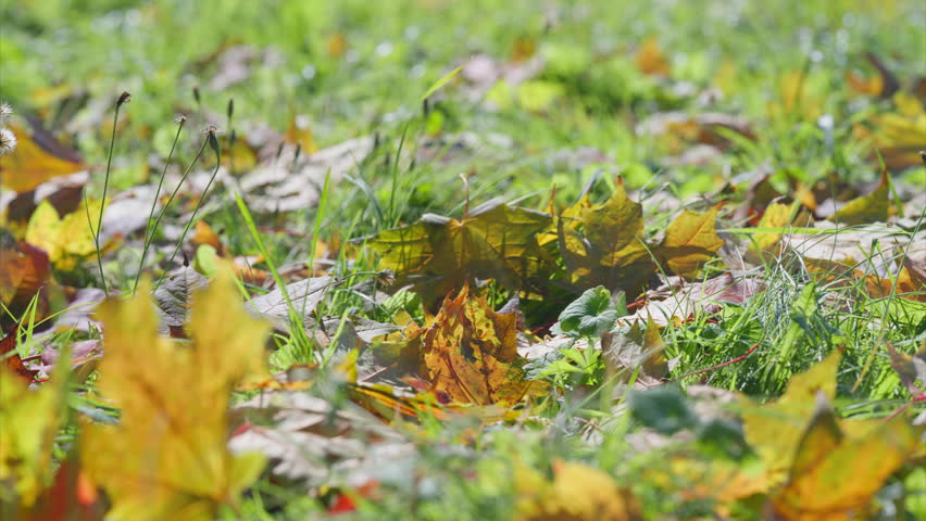 Beautiful Autumn Leaves Spread Across the Ground in a Lush and Vibrant Green Field