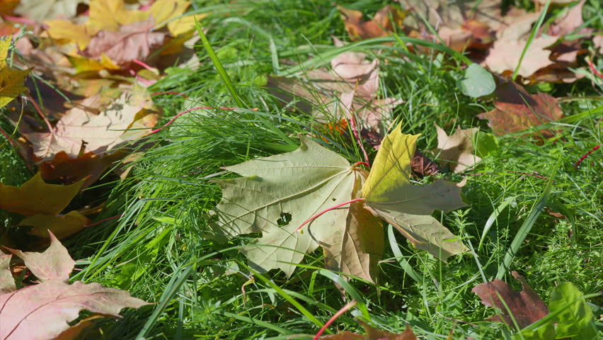 Vibrant and Colorful Autumn Leaves Resting on Lush Fresh Green Grass Beneath the Trees