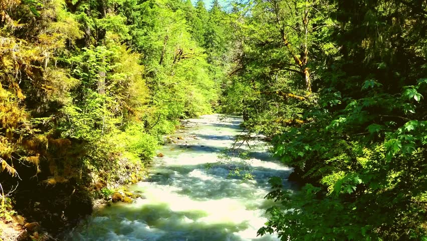 Rushing River Flowing Through a Lush Green Forest