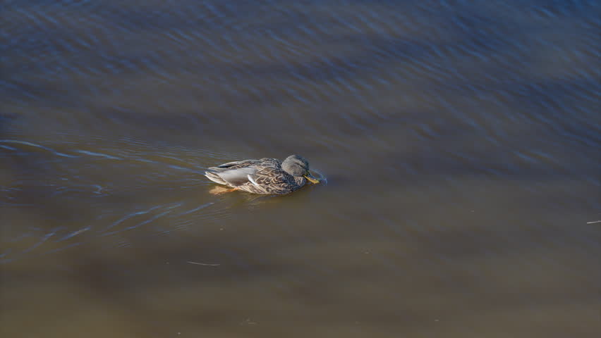 A Serene Duck is Swimming on the Calm Water Surface of a Beautiful Freshwater Pond