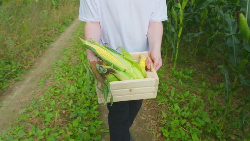 The Joy of Harvesting Freshly Grown Corn in the Picturesque Field and Countryside