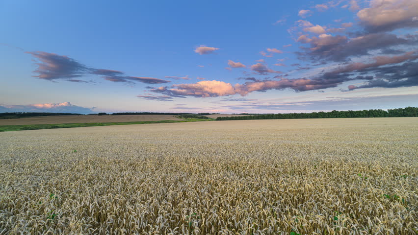 A Vast wheat Field Stretching Beneath a Captivating, Colorful Sky at Beautiful Dusk