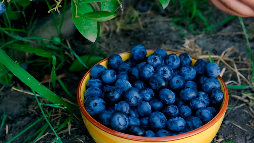 Blueberry harvest in the hands of a farmer. Selective focus.