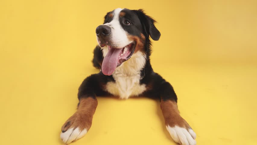 Furry bernese mountain dog resting on bright yellow background, tongue out and gazing directly at viewer with cheerful expression