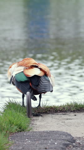 Two Ruddy Shelducks Stand By The Edge Of A Lake, Both Actively Preening Their Colorful Feathers. Waterfowl Grooming Behavior. Vertical