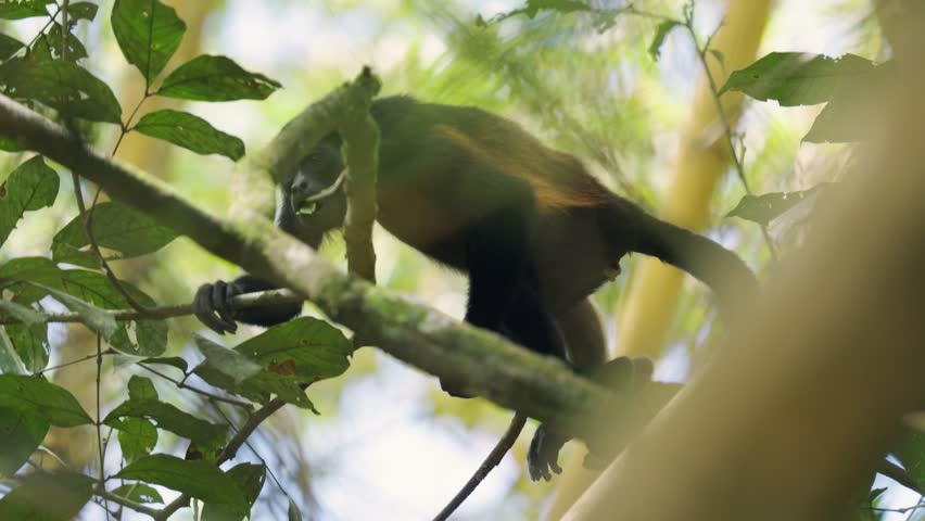 Caring mother howler monkey with a cute baby on her back climbing a tree branch in a lush green jungle. Primate family life in wildlife