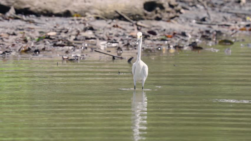 Graceful snowy egret wading and hunting for food in the calm, shallow waters of a mangrove forest river in sierpe, costa rica