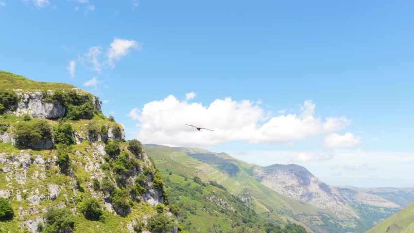 Majestic griffon vulture soaring freely through a deep canyon on a bright sunny day. Aerial view showing the impressive bird gliding over a vast, rocky mountain landscape