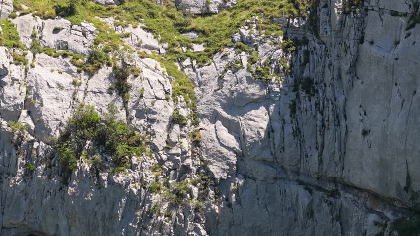 Majestic griffon vulture soaring with wide wings along a steep, rocky cliffside covered in green vegetation on a sunny day in the mountains of crete