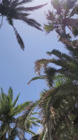 Palm tree alley in Puerto de la Cruz, Tenerife, Canary Islands, Spain.