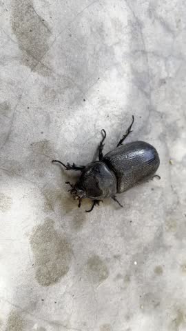 A black beetle crawling on the concrete floor 