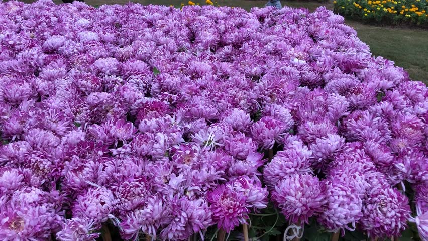 Beautiful Purple Flowers in Garden – Vibrant Floral Bloom Close-Up