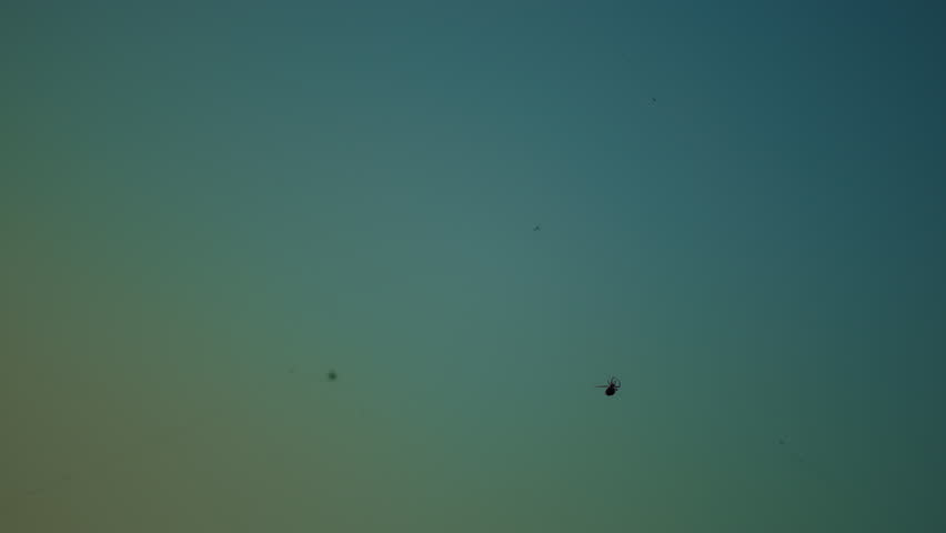 Wide-angle 6K shot of a spider spinning its web against a clear blue sky, capturing delicate silk threads and natural movement in crisp daylight.