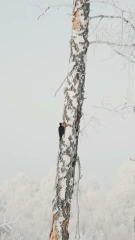 Woodpecker hammering a birch tree in the frosty winter
