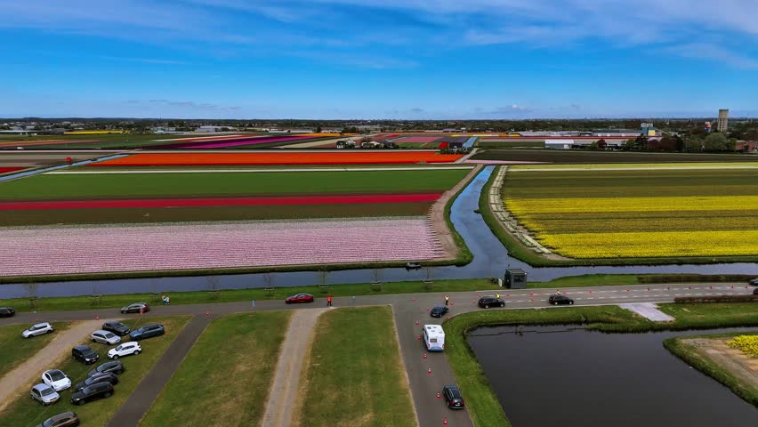 4K aerial drone footage of colorful tulip fields located near Keukenhof Gardens in the Netherlands. Features vibrant rows of flowers, geometric field patterns, and the spring landscape. Ideal for natu