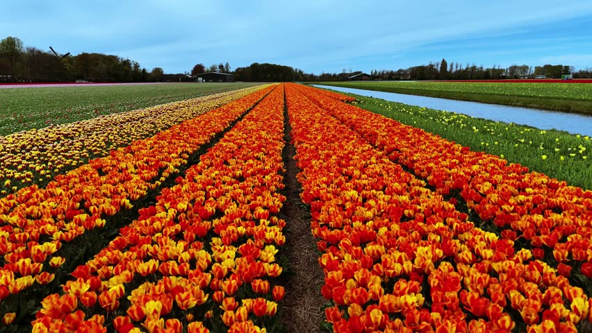 4K aerial drone footage of colorful tulip fields located near Keukenhof Gardens in the Netherlands. Features vibrant rows of flowers, geometric field patterns, and the spring landscape. Ideal for natu