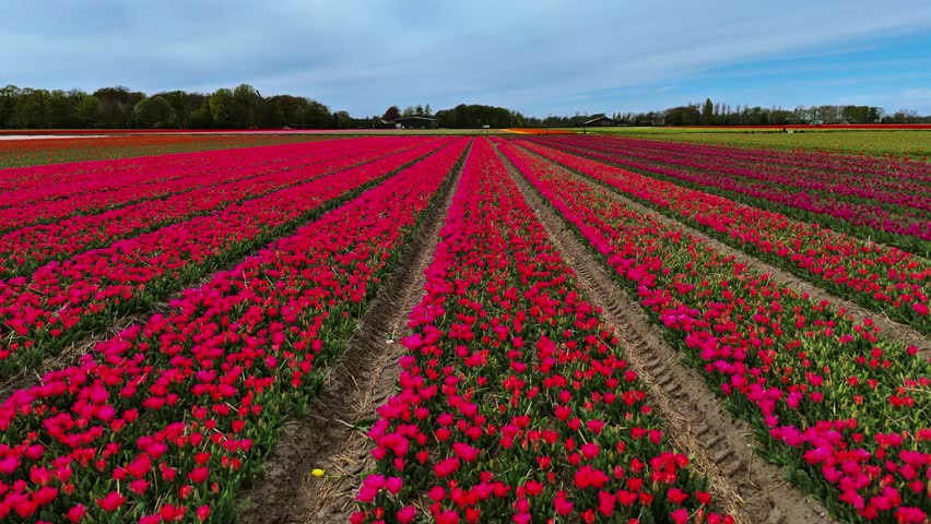 4K aerial drone footage of colorful tulip fields located near Keukenhof Gardens in the Netherlands. Features vibrant rows of flowers, geometric field patterns, and the spring landscape. Ideal for natu
