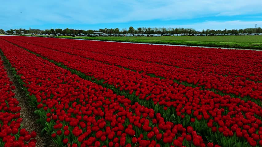 4K aerial drone footage of colorful tulip fields located near Keukenhof Gardens in the Netherlands. Features vibrant rows of flowers, geometric field patterns, and the spring landscape. Ideal for natu