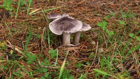Close up of grey wild mushrooms growing among pine needles, grass and clover on forest floor in autumn. - Powered by Shutterstock - Get 15% off with code: PIKWIZARD15