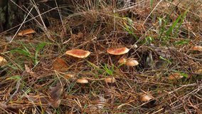 Close up of small wild mushrooms growing among pine needles and grass on forest floor in autumn. - Powered by Shutterstock - Get 15% off with code: PIKWIZARD15