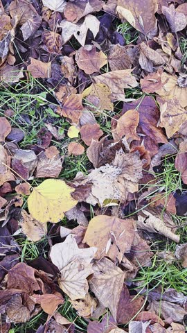 Beautiful leaves in a autumn day