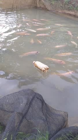 Large tilapia swimming in a clear pond with nets visible around the farming area.