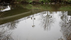 serene marsh surrounded by leafless trees at dusk, tranquil wetland area featuring gloomy pond with leafless branches, calm and quiet marshland scene showing dark pond with leafless trees all around - Powered by Shutterstock - Get 15% off with code: PIKWIZARD15