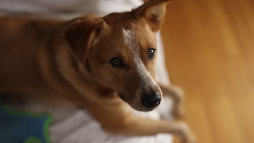 Adorable Red Heeler Puppy Gracefully Catches Treats Mid-Air