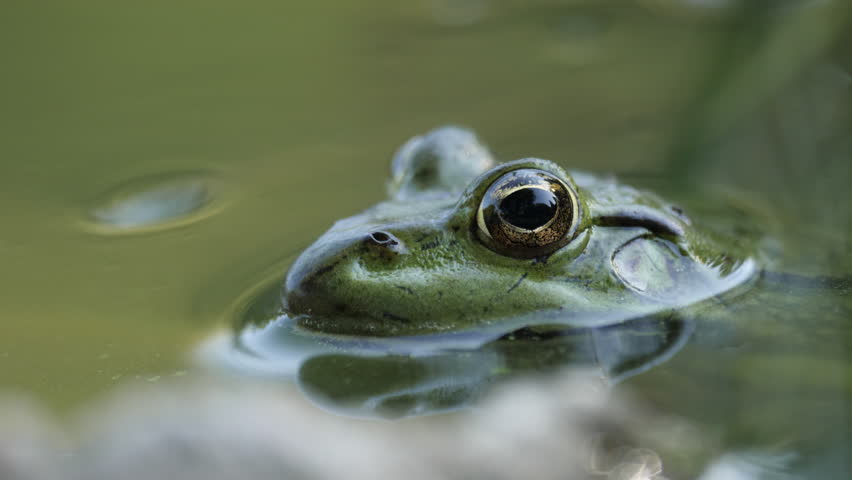 Extreme close-up of frog eye emerging above still pond water.
Video footage of a frog partially submerged in calm water.
